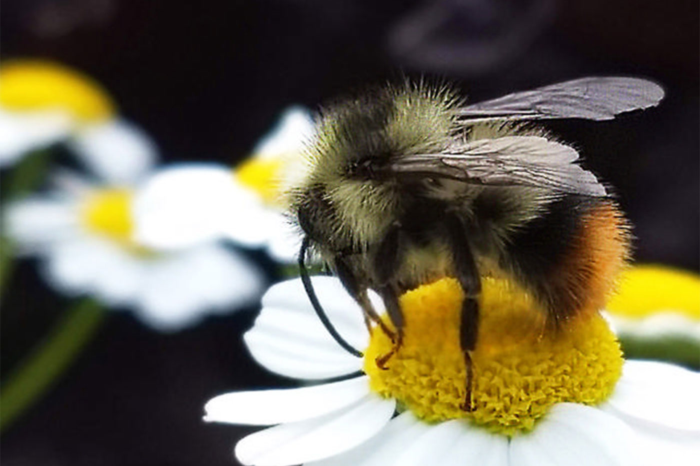 bee on white flower